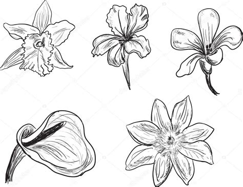 Flowers sketches — Stock Vector © Dr.PAS #55584105