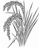Rice Coloring Pages Grain Sheets Printable Color Colouring Food  sketch template