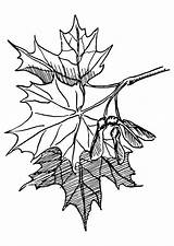 Sugar Maple Tree Coloring Page sketch template