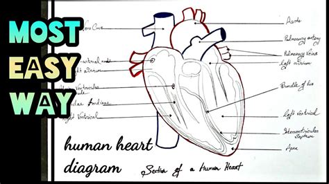 Easy Way To Draw Heart Diagram Class 10