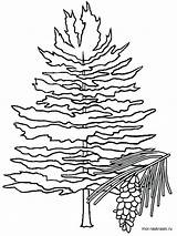 Pine Tree Coloring Page At GetColoringscom  Free Printable Colorings sketch template