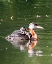 Free picture: red, necked, grebe, male, bird, up-close, podiceps grisegena