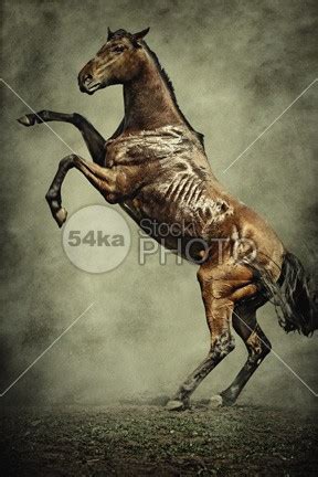 A Beautiful Horse Standing On Two Legs - Photography Equestrian - 54ka ...