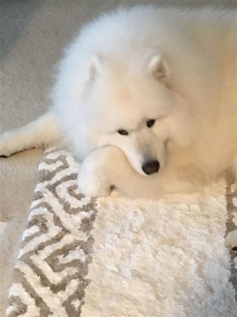 Pin by Judi Latreille on Samoyed | Fluffy dogs, Samoyed, Animals