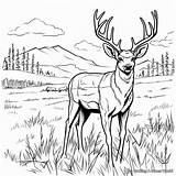 Mule Deer Coloring Pages  Free & Printable sketch template
