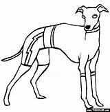 Italian Greyhound Coloring Page Free Printable Sketch sketch template
