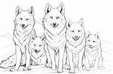  40 Free Printable Captivating Realistic Wolf Coloring Pages 2025 sketch template