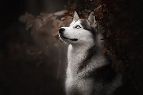 Husky Hd Wallpapers Movie Hd Wallpapers - vrogue.co