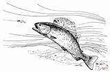 Two Trout coloring Page  Free Printable Coloring Pages sketch template