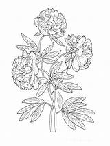 Peony Coloring Pages sketch template