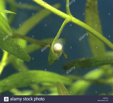 Newt Eggs High Resolution Stock Photography and Images - Alamy