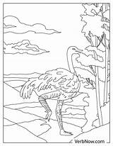 Free OSTRICH Coloring Pages For Download Printable PDF sketch template