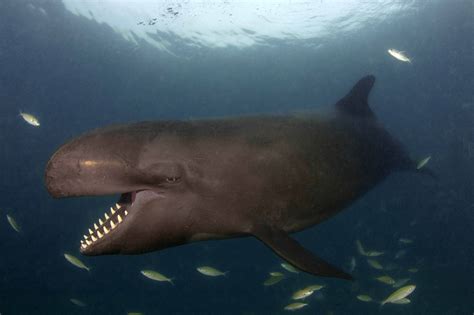 Bottlenose Dolphin and False Killer Whale - Hybrid Animals