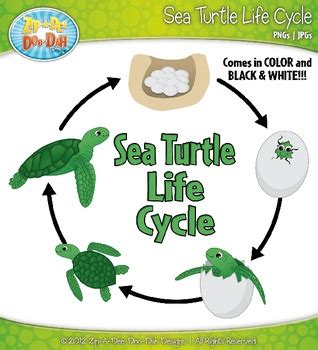 Turtle Life Cycle Cliparts Teaching Resources | TPT