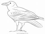 Brown Necked Raven Coloring Page For Kids  Free Crows Printable sketch template