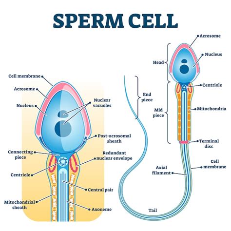 Sperm cell anatomy, education fertility | Premium Vector