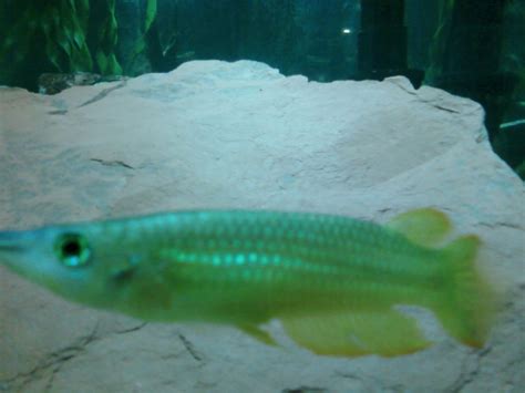 Photo #1 - Golden Wonder Killifish - Clown Loach, Assorted R...