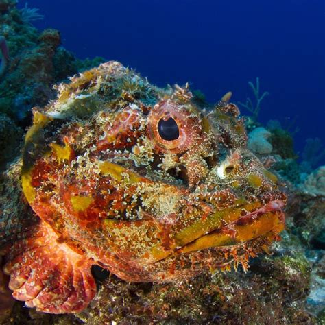 Oceana on Instagram: “Meet the world's most venomous fish! 🐟 . The stonefish can inject a venom ...