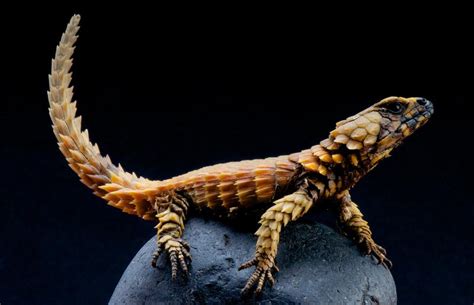 Do Armadillo Lizards Make Good Pets? Answers & Information | LoveToKnow ...