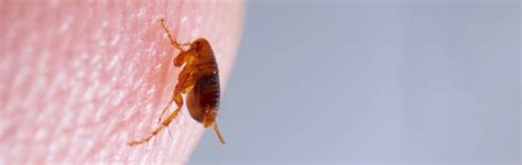 All About Fleas Facts Types Insect Library