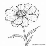 Zinnia Coloring Pages  Free & Printable sketch template