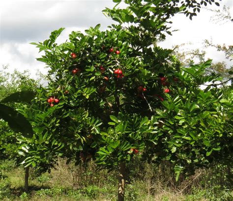 Ackee tree – BirdLife eThekwini KZN