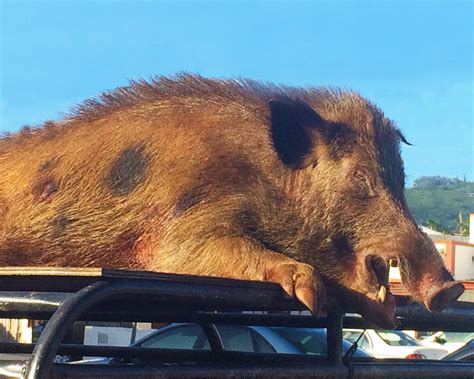 Hawaii Boar Hunting | BowhuntHawaii.comBowhuntHawaii.com