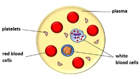 Understanding the Composition of Blood: Key Components