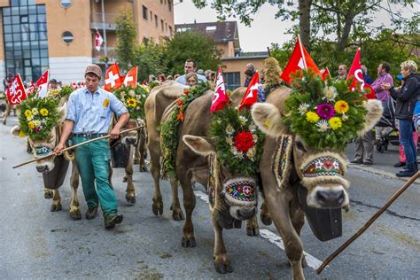 Swiss Cow Parade – Alpine Festival!