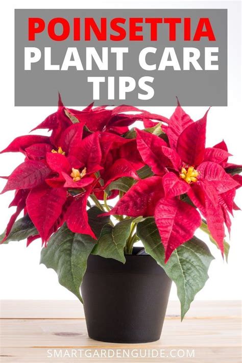 Poinsettia plant care tips. Poinsettia plant decor for the holiday ...