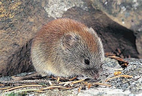 Kentucky Red-backed Vole (Clethrionomys gapperi maurus). I could not find a picture of this ...