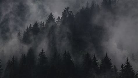 Foggy Forest - Karl Bimshas Consulting