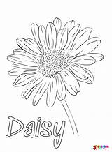 Flower Daisy Coloring Page  Free Printable Coloring Pages sketch template