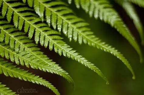 Ferns, Otway Forest Park - Australian Geographic