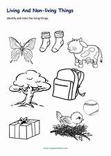 Living Nonliving Things Worksheets Grade Coloring Pages Kindergarten  sketch template
