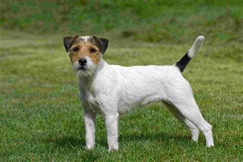 Parson Russell Terrier - Puppies, Pictures, Information, Temperament, Characteristics | Animals ...