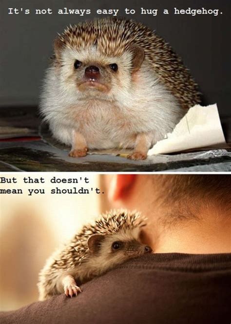 Hedgehogs Need Love Too | UrlyBits | Cute animals, Funny animal ...