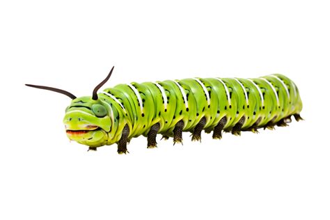 Swallowtail caterpillar isolated on a transparent background 27182118 PNG