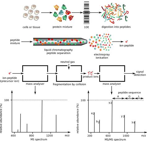 Proteomics, post-translational modifications, and epigenetics ...