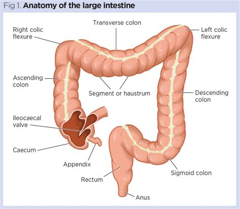 Gastrointestinal tract 5: the anatomy and functions of the large ...