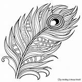 Peacock Feather Coloring Pages  Free & Printable sketch template