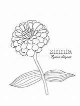 Zinnia Elegans Flower Coloring Page/Wall Art  Etsy sketch template