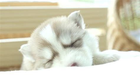 Cute Siberian Husky Puppy Sleeping Stock Footage Video (100% Royalty ...