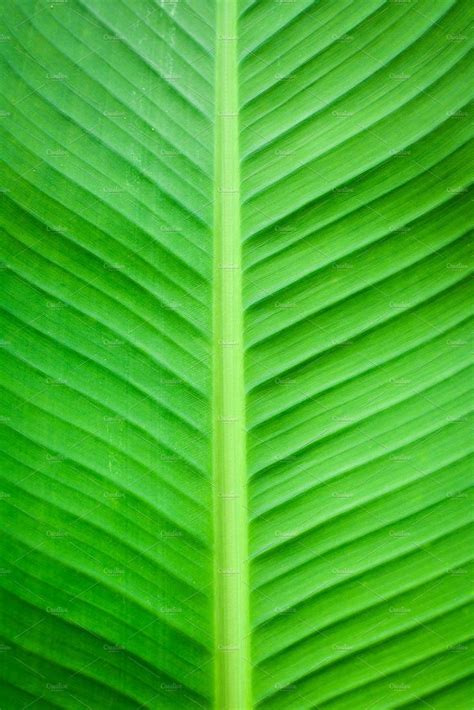 banana leaf background | Banana leaf wallpaper, Green leaf background, Leaf background