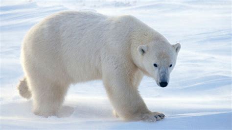 Polar Bear Patrols Keep Bears And Communities Safer | HuffPost Canada News