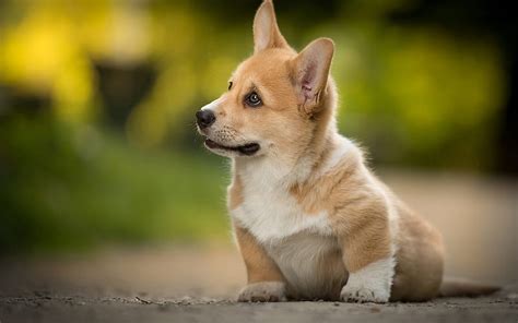 🔥Welsh Corgi Bokeh Glare Pets Corgi Dogs Cute Dog (800x500) - #108274