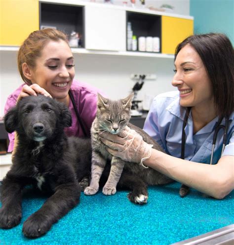 Cat & Dog Wellness Care in Davenport, IA | Animal Family Veterinary Care Center