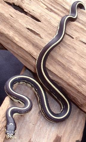 Baby Striped Black & White California Kingsnakes for sale