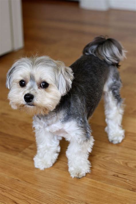 1000+ images about Morkie cuts/grooming on Pinterest