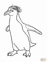 King Penguin Coloring Page At GetColoringscom  Free Printable sketch template